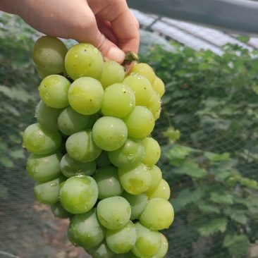 香芋葡萄