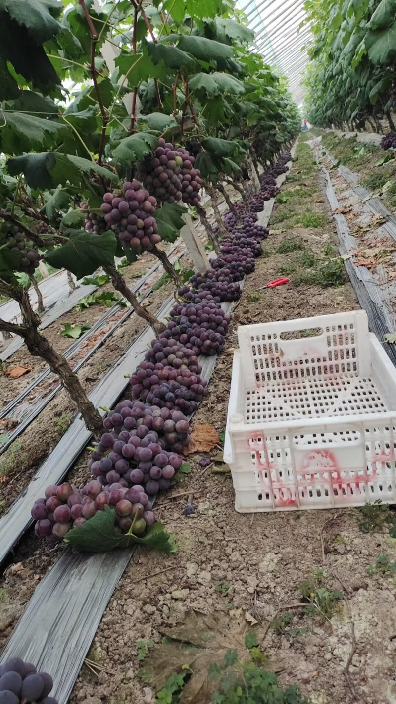 香芋葡萄