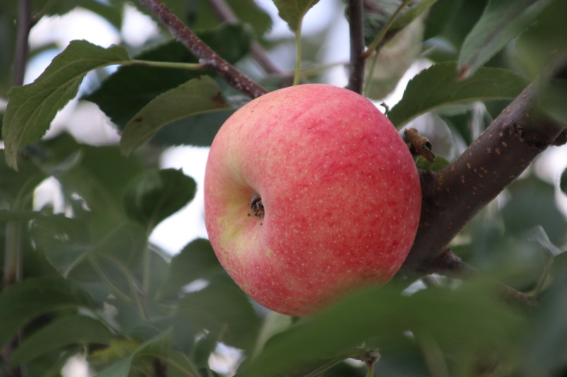 嘎啦，红露，富士，瑞雪等苹果系列有自己的种植园和分捡线