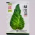 一代杂交尖球甘蓝新品种球色亮绿心叶嫩黄炒食口感脆甜