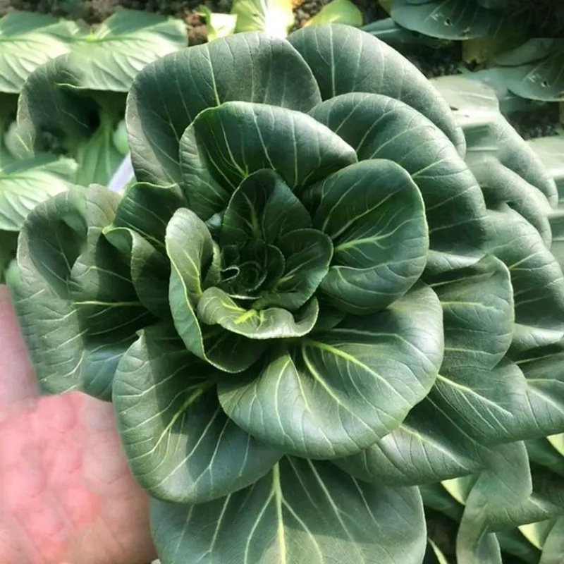 苏墨玉叶片肥嫩，矮脚油亮粗纤维少口感软糯