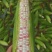 优质鲜玉米，甜玉米，花糯，白糯