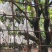 优质美国红芒多汁厚肉香甜丝滑