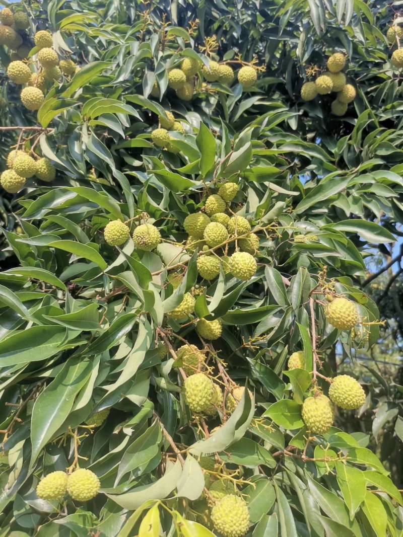 妃子笑荔枝