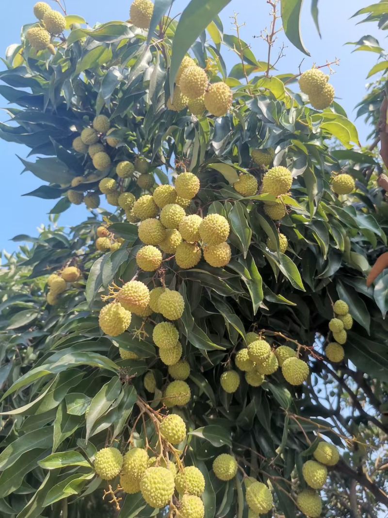 妃子笑荔枝