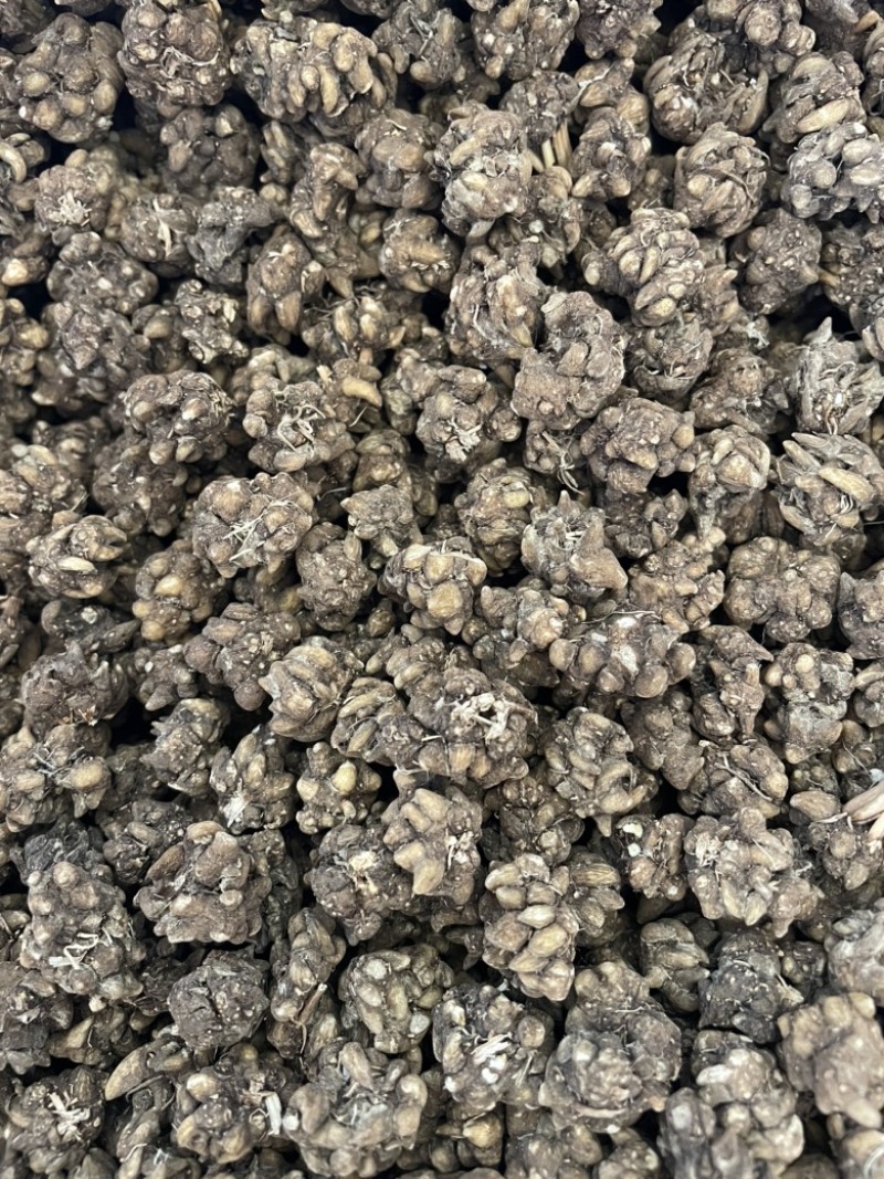 黄皮黑皮野生半野生各种规格