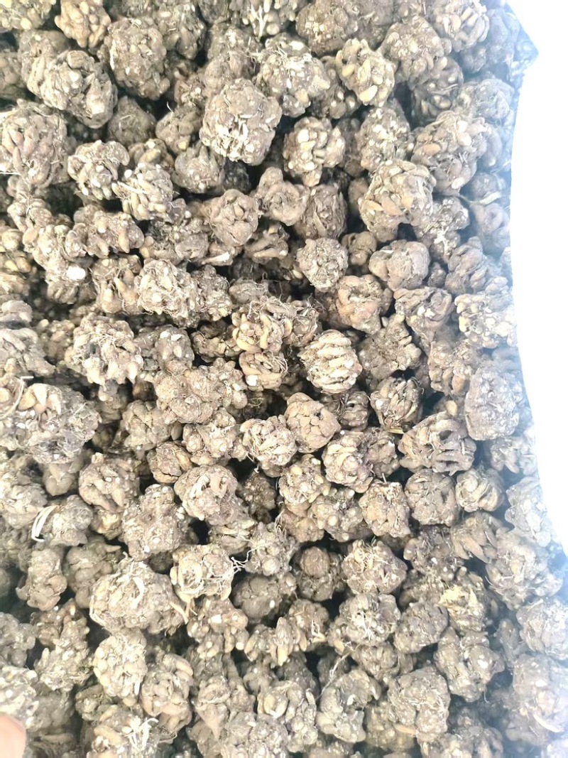 黄皮黑皮野生半野生各种规格