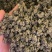 黄皮黑皮野生半野生各种规格