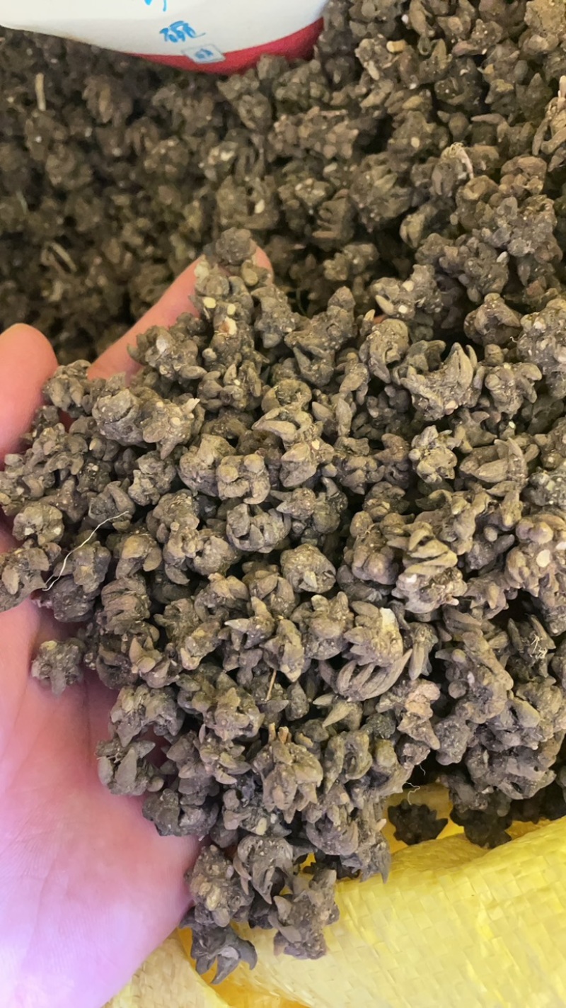 黄皮黑皮野生半野生各种规格