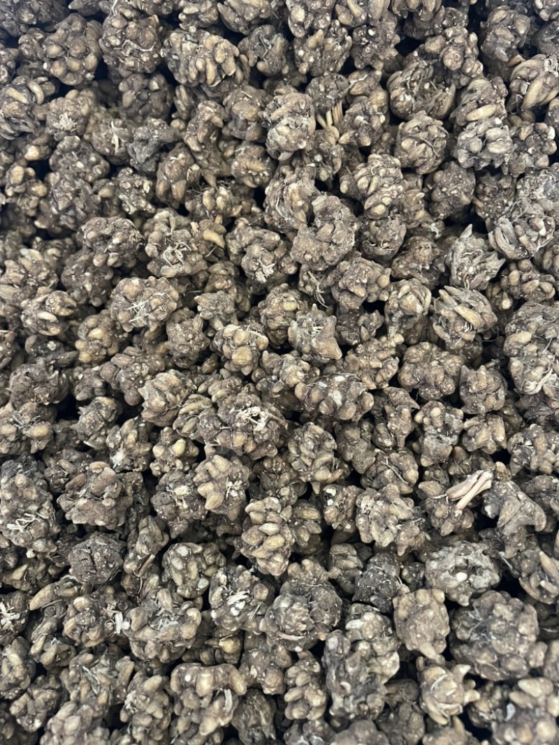 黄皮黑皮野生半野生各种规格