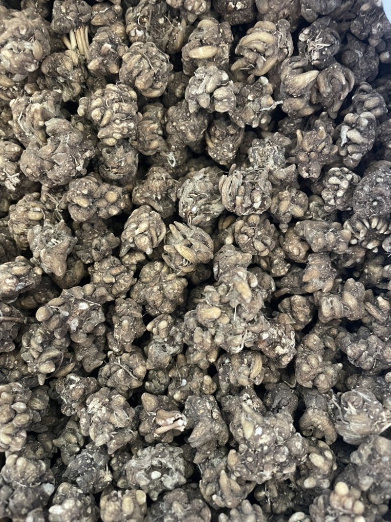 黄皮黑皮野生半野生各种规格