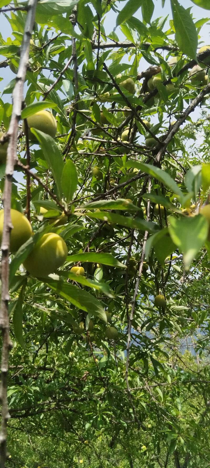 脆李大量有货。。。