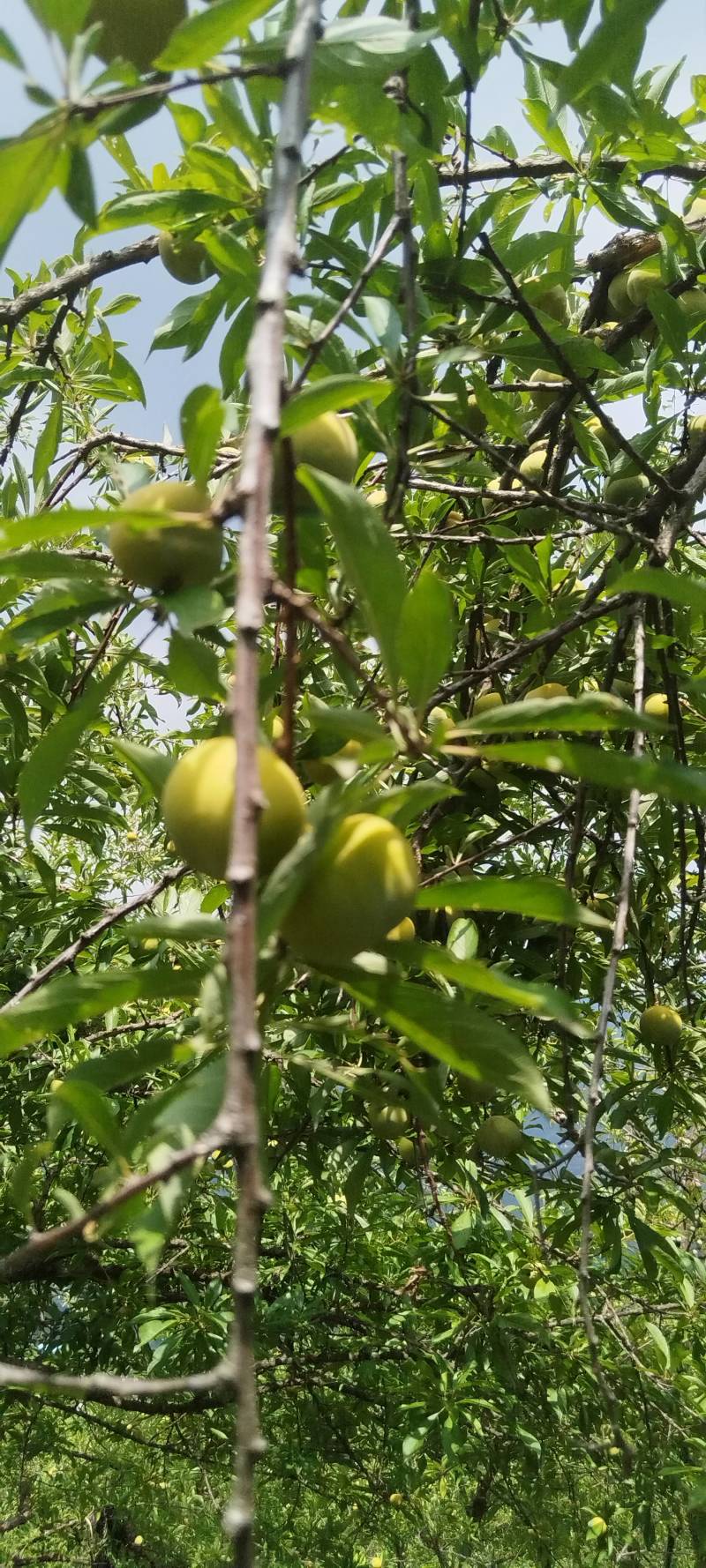 脆李大量有货。。。