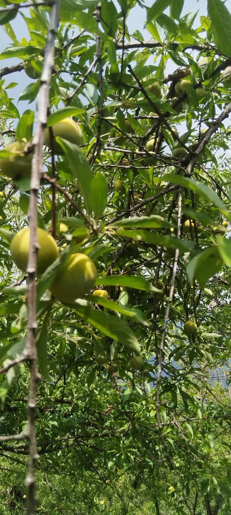 脆李大量有货。。。