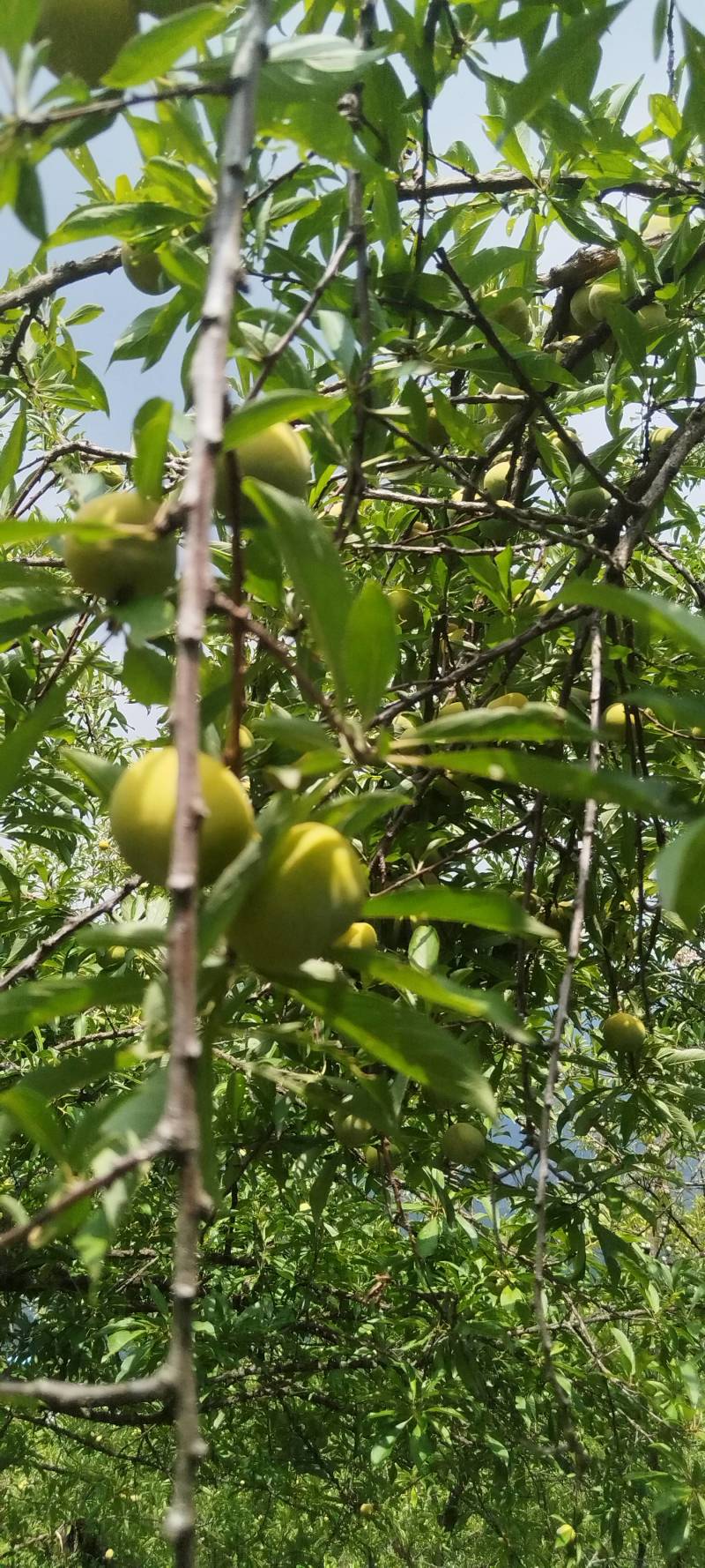 脆李大量有货。。。