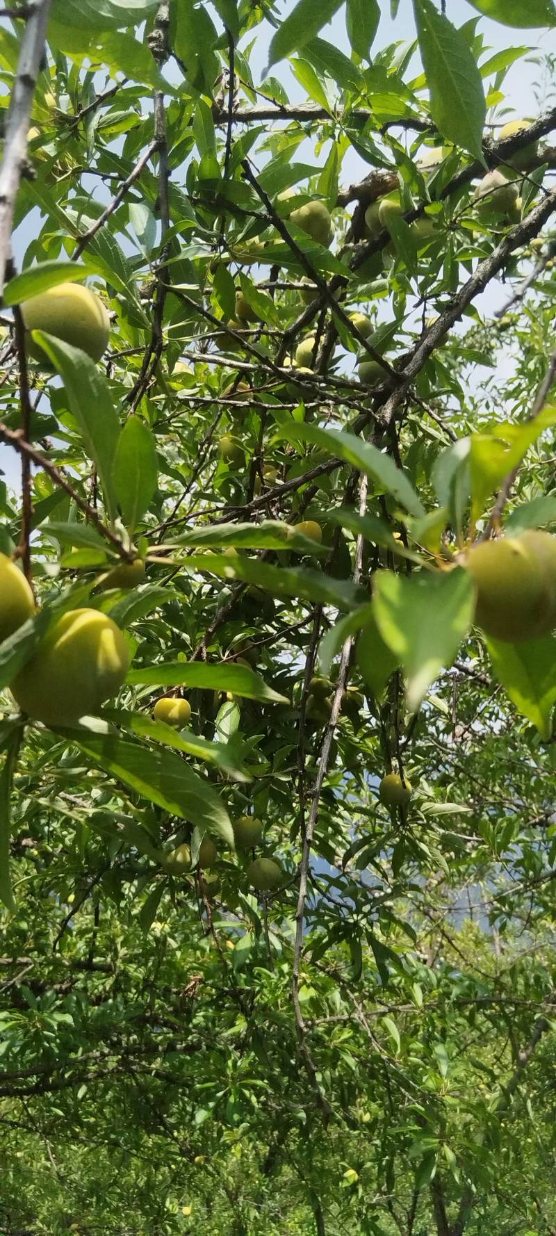 脆李大量有货。。。