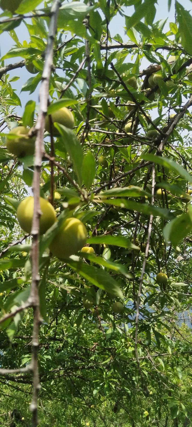 脆李大量有货。。。