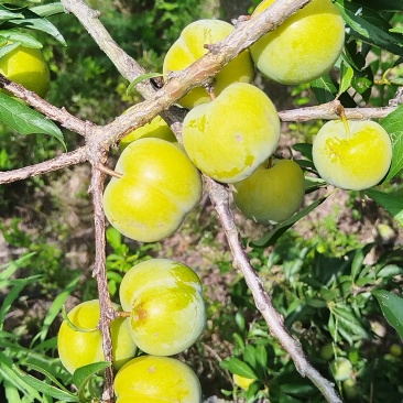 脆李大量有货。。。