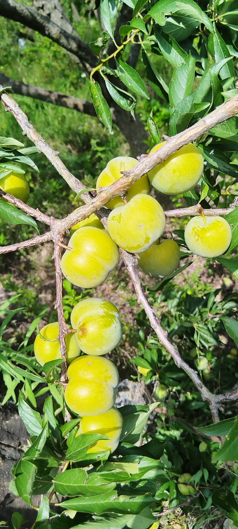 脆李大量有货。。。