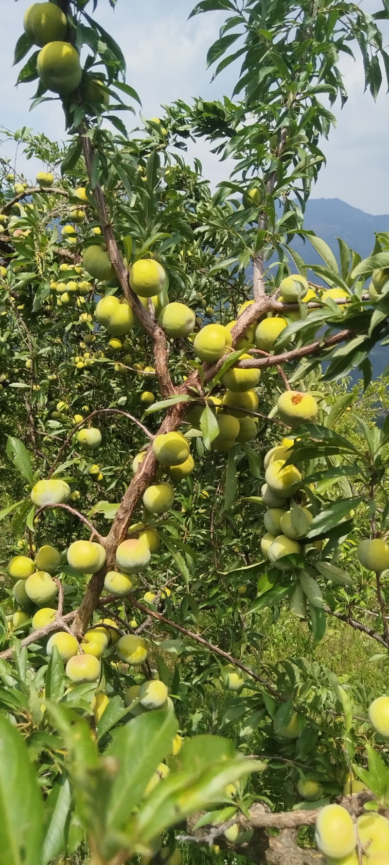 脆李大量有货。。。