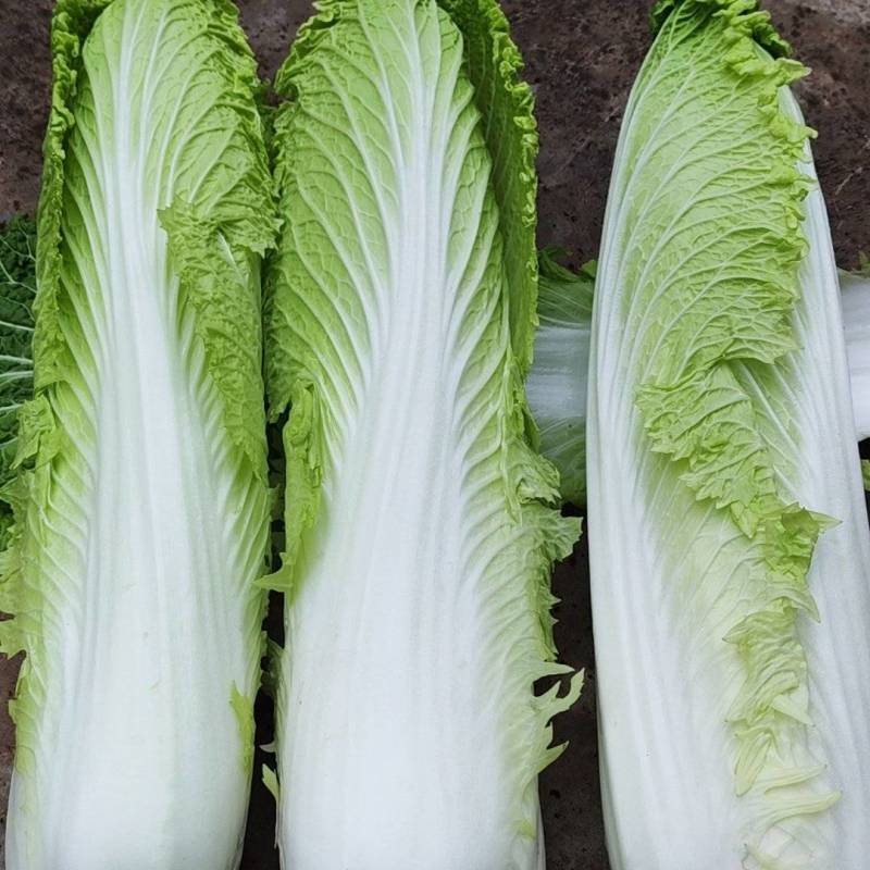 高山绍菜
