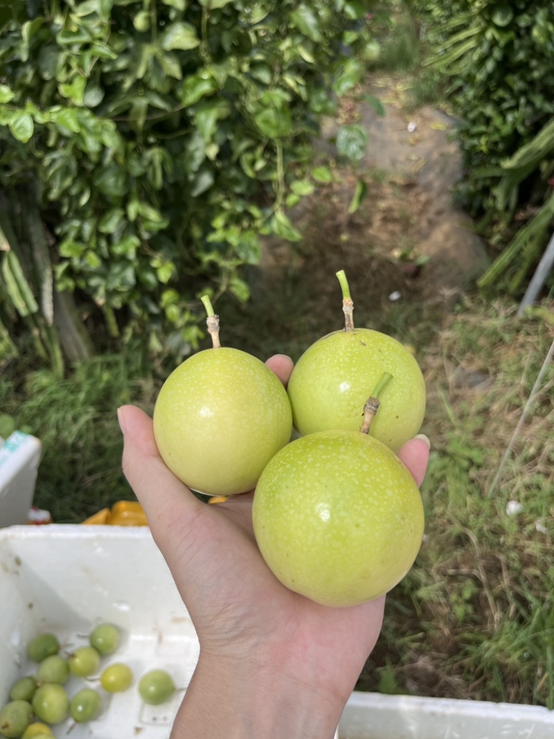 钦密9号开园果