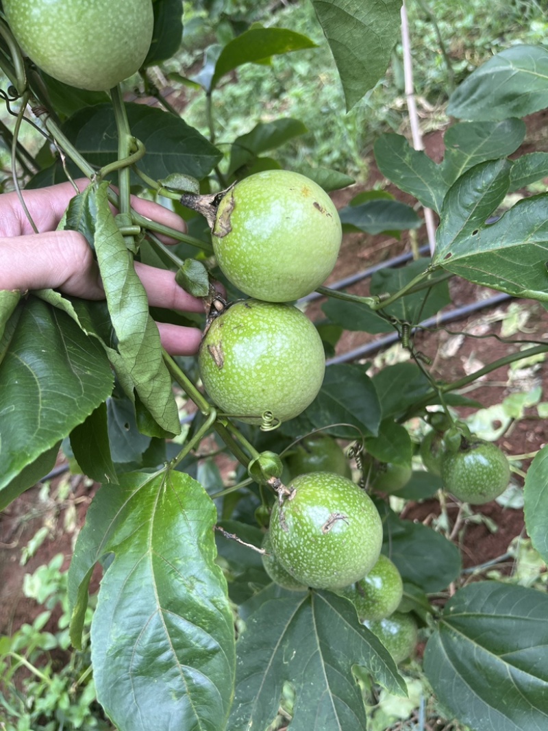 钦密9号开园果