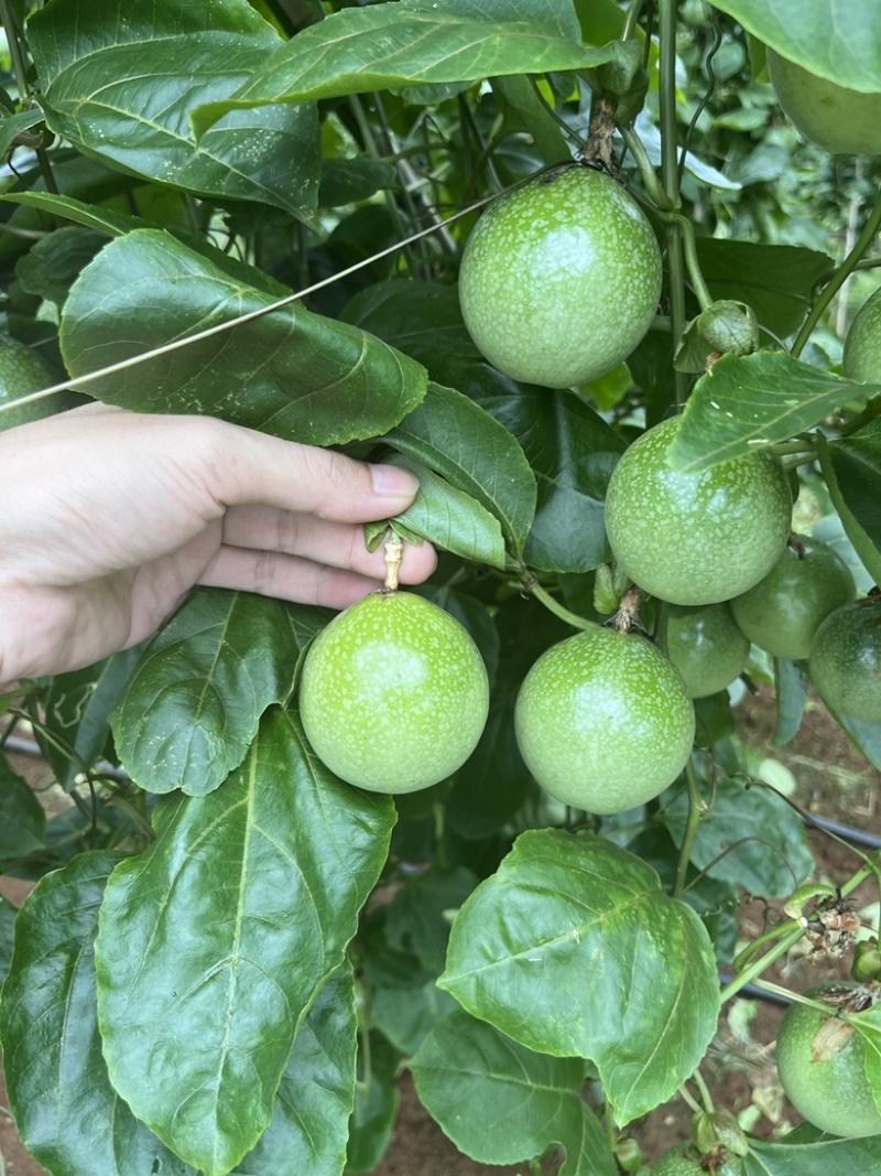 钦密9号开园果