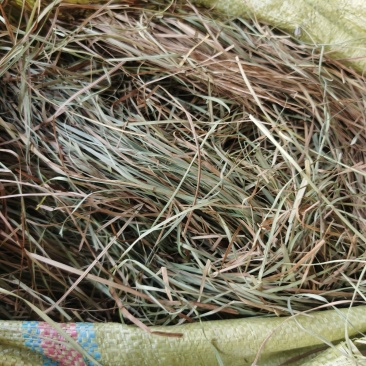 东北乌拉草乌拉草乌拉草干草
