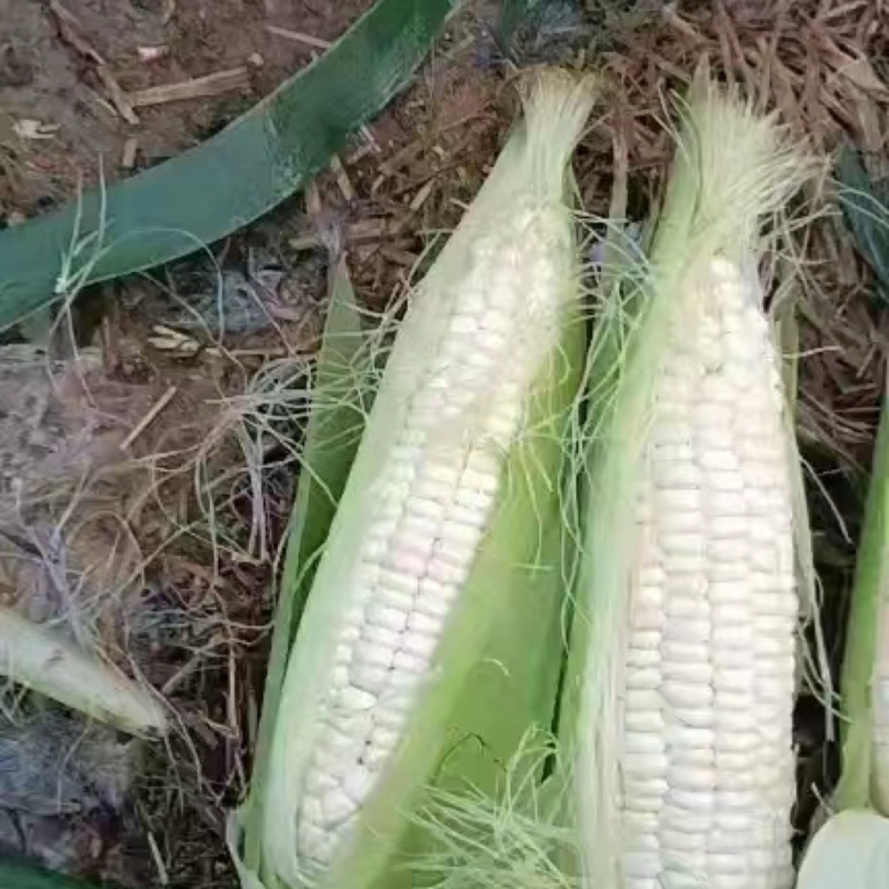 水果玉米676.608，502，小花，水果大量上市