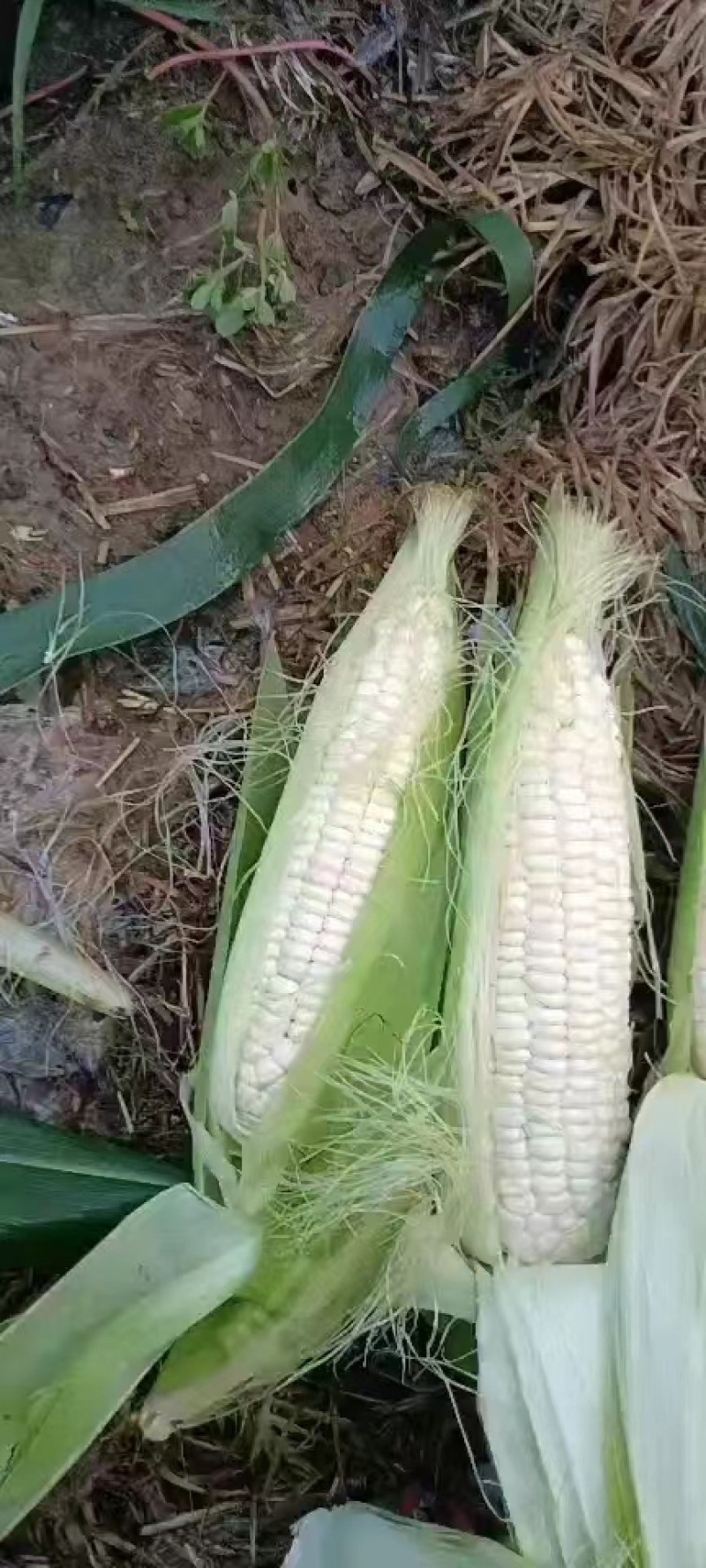 水果玉米676.608，502，小花，水果大量上市
