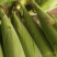 水果玉米676.608,502,小花,水果大量上市