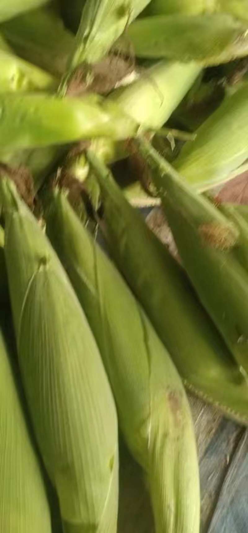 水果玉米676.608，502，小花，水果大量上市