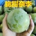 奈李纯甜无酸个头均匀，口感纯甜一手货源