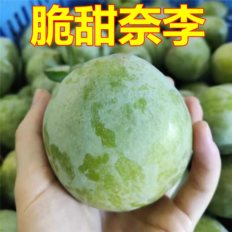 奈李纯甜无酸个头均匀，口感纯甜一手货源
