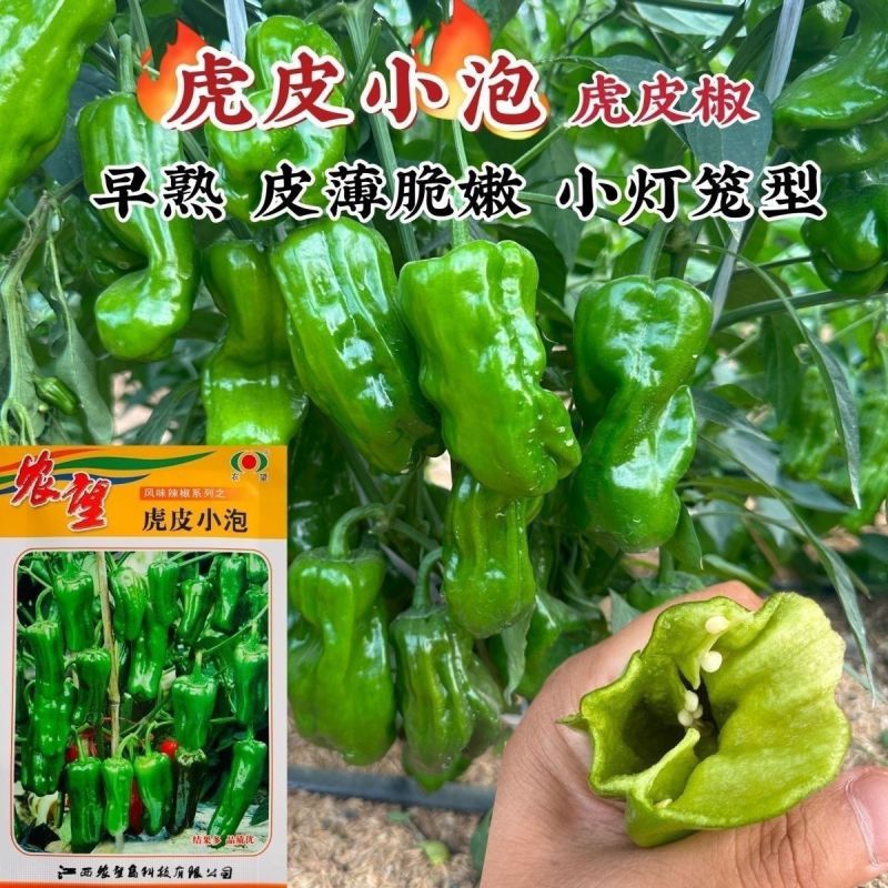 农望虎皮小泡辣椒种子极早熟耐低温皮薄挂果多灯笼形虎皮辣椒