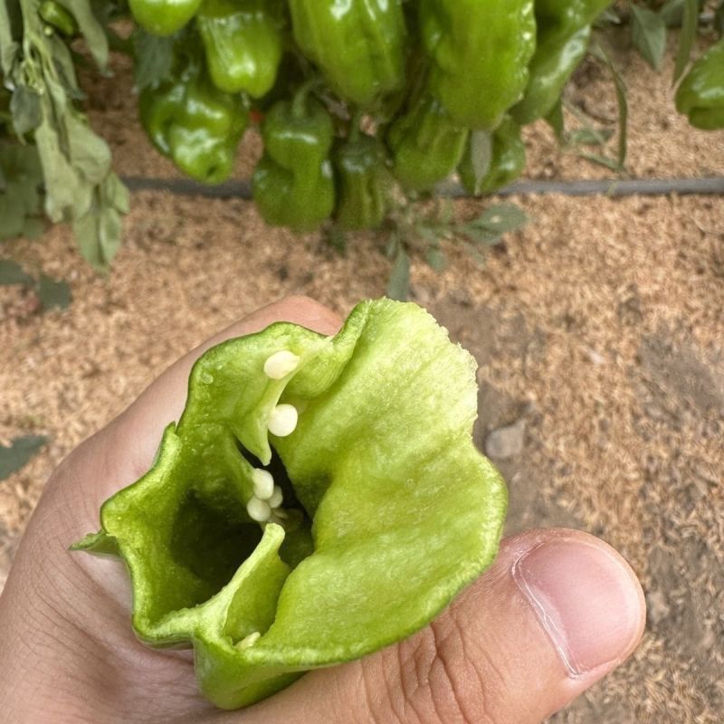 农望虎皮小泡辣椒种子极早熟耐低温皮薄挂果多灯笼形虎皮辣椒