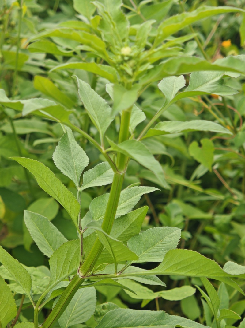 鬼针草，中药材，现挖现发，品质保证诚信合作欢迎来电