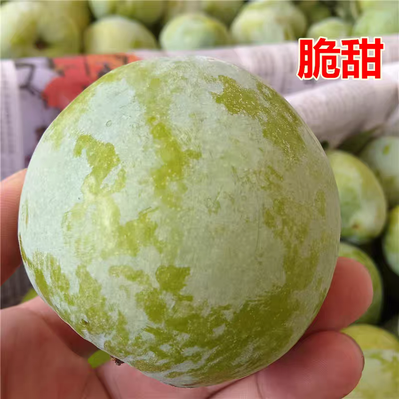 李子.奈李个头均匀口感脆甜一手货源