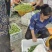 《实力推荐》青脆李脱骨李产地大量上市，个大味甜，果型端正