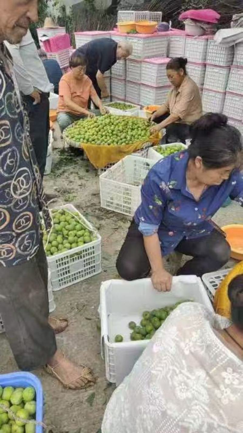 《实力推荐》青脆李脱骨李产地大量上市，个大味甜，果型端正
