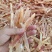 海味干货牛蹄筋一字筋