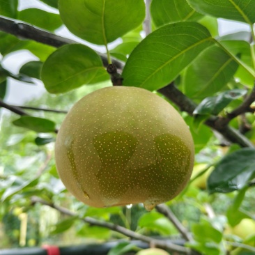 翠冠梨