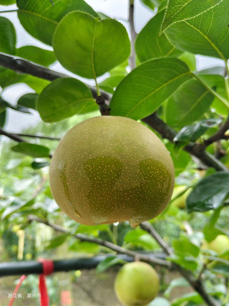 翠冠梨