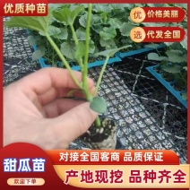 羊角蜜苗博洋61嫁接绿宝甜瓜苗品种齐全包成活免费提供种植