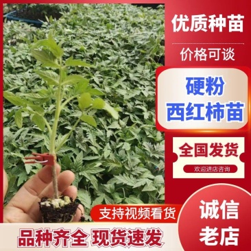 硬粉西红柿苗大量供应基地直发/资质齐全/包成活全国