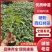硬粉西红柿苗大量供应基地直发/资质齐全/包成活全国