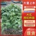 大红西红柿苗番茄苗耐寒抗热抗病毒易成活量大从优