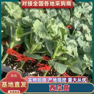 西瓜苗8424甜王美都甘美4k直播苗嫁接苗品种齐全包成活