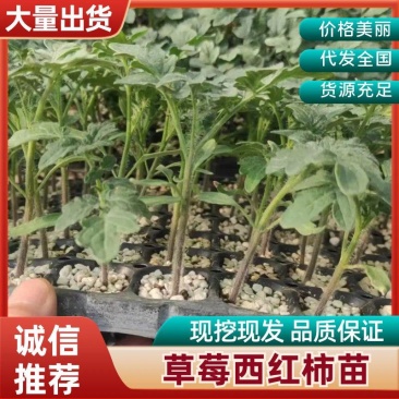 草莓西红柿苗沙瓤番茄苗抗病毒耐寒抗热量大优惠提供种植技术